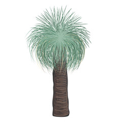 xanthorrhoea tree vector isolated illustration. the grass tree, native australian endemic flora elem