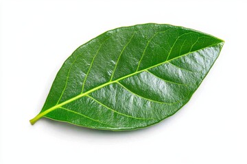 Wall Mural - Eusocial olive leaf, isolated on a white background