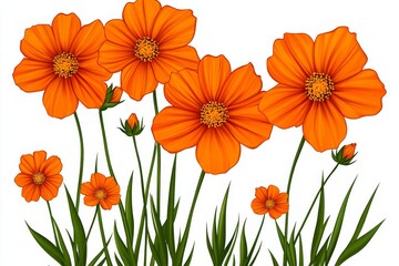 Poster - Hand-drawn illustration of orange cosmos flowers, white background, orange color palette, clean edges, minimalist style, simple lines, no shading, clip art, flat lay
