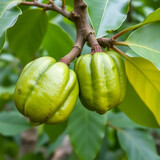 Garcinia gummi-gutta is a tropical species of Garcinia native to Southeast Asia.names include Garcinia cambogia, as well as brindle berry, and Malabar tamarind.