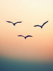 Aufkleber - Three birds soaring gracefully in a soft pastel sky at sunset near the ocean. Generative AI