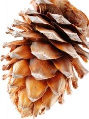 Pinecone in focus against white background
