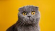 © Lisa - adorable gray scottish fold cat with big expressive yellow eyes gazing at the camera on a vibrant yellow background concept of pet care veterinary services animal products marketing