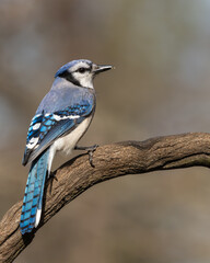 Wall Mural - blue jay perched on a vine