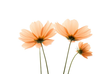 Poster - flowers in vivid colors set against a transparent background on white