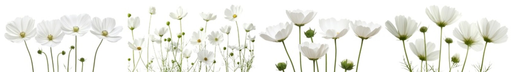 Poster - transparent background cutout of isolated white flowers