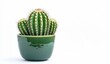 © Jumroon - Green Cactus Plant in Glazed Ceramic Pot Isolated on White Background