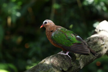 Thick-billed green-pigeon stands on a big log. Treron curvirostra males have grey crown geathers, green breast, blood-red back and wings. Green bill with red base, red longs, blue skin around eyes. 