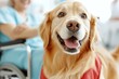 © GoodandEvil - Happy Dog Visit In Healthcare Setting