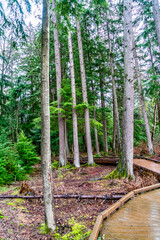 Canvas Print - Weslands Winter Boardwalk 7