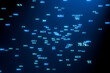 © Westlight - Blue screen with random floating numbers. Illuminated figures, abstract data, futuristic, sciences, big data.