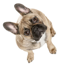 Poster - French bulldog sitting and looking up on white background