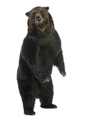 Wall Mural - powerful brown bear standing upright on a transparent background, showcasing its imposing size and s