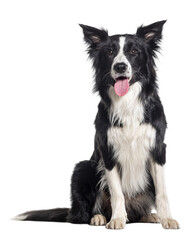 Poster - Young Black and white Panting Border collie sitting and looking at the camera, One year old, Isolated on white