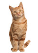 © Eric Isselée - Studio shot of adorable ginger tabby cat sitting and looking up, isolated on transparent background
