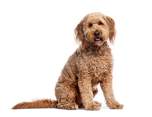Poster - Adorable goldendoodle puppy sitting and panting on white background