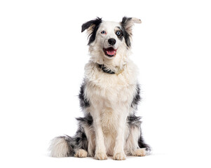Fototapete - Border collie dog sitting and panting, showing different colored eyes