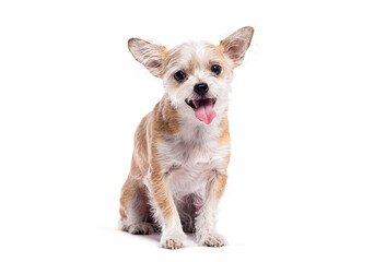 Poster - Adorable mixed breed dog sitting and panting on white background