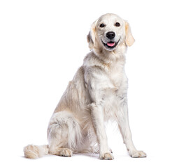 Aufkleber - Golden retriever dog sitting and panting, looking at the camera, isolated on white