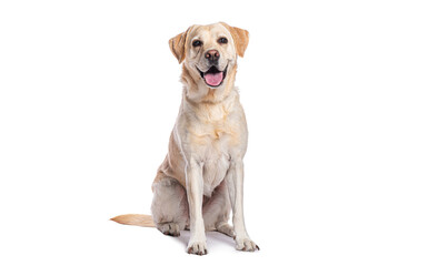Poster - Happy labrador retriever sitting and panting on white background