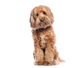 Aufkleber - Cute Australain labradoodle puppy wearing red collar sitting on white background