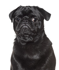 Poster - Black pug posing on white background, purebred dog looking adorable