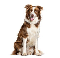 Poster - Border collie panting and sitting on white background