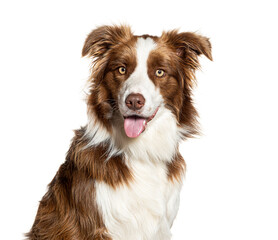Aufkleber - Border collie panting and sitting on white background
