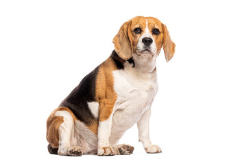 Aufkleber - Beagle sitting and looking forward on a white background