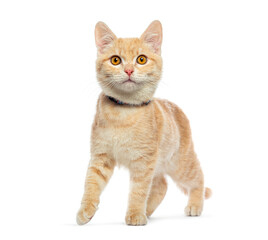 Poster - Adorable ginger kitten wearing a collar confidently walking forward against a white backdrop