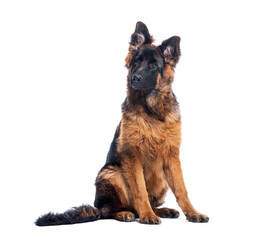 Aufkleber - German shepherd puppy sitting and looking up with curious expression on white background