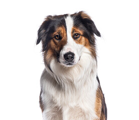 Aufkleber - Border collie posing on white background