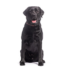 Aufkleber - Black labrador retriever sitting and panting on white background