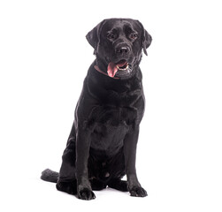 Fototapete - Black labrador retriever sitting and panting on white background