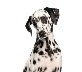 Wall Mural - head shot of a dalmatian dog sitting and looking slightly to the side, isolated on a white backgroun