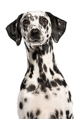 Poster - Proud dalmatian dog sitting and looking forward, cut out