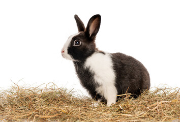 Wall Mural - adorable rabbit enjoying a meal of hay in a bright studio environment