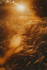 Wall Mural - Sunlit Field of Grass