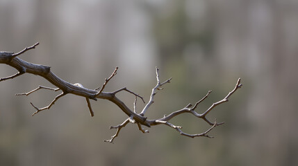 Set of dry tree branch