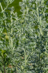 Wall Mural - Bitter wormwood Artemisia absinthium bush grows in the wild