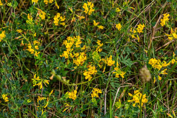 Wall Mural - Medicago falcata, plant species of the genus Medicago. It is native to much of Europe and Asia