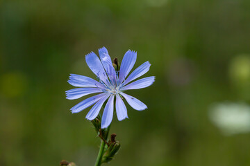 Wall Mural - Beautiful chicory flowers grow on stems in the wild. Field of wild herbal plants. Green blurred natural background