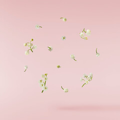 Wall Mural - Beautiful Lily of the valley flower falling in the air isolated on pink background. levitation or zero gravity floral conception. High resolution image.