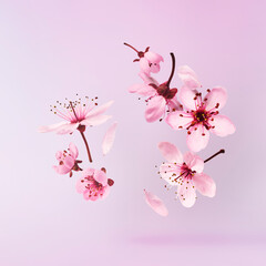 Wall Mural - Blooming of delicate pink flowers falling in the air, isolated on pink background. Prunus cerasifera 'Nigra' or Canadian black plum