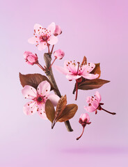 Wall Mural - Blooming of delicate pink flowers falling in the air, isolated on pink background. Prunus cerasifera 'Nigra' or Canadian black plum