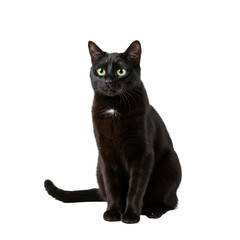 Naklejka na meble black cat Sit isolated on transparent background, Black Cat PNG 