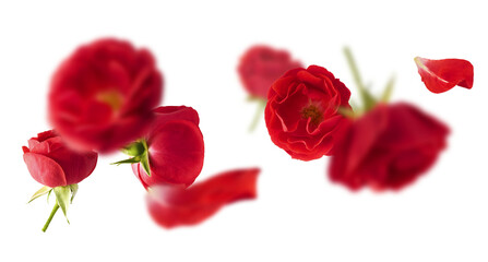 Wall Mural - Beautiful Red English Rose falling in the air isolated on white background. High resolution image. Flower levitation or zero gravity conception