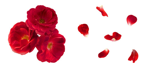 Wall Mural - Creative set, collection with Beautiful Red English Rose falling in the air isolated on white background. High resolution image. Flower levitation or zero gravity conception