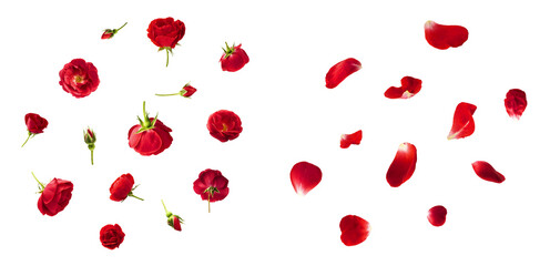 Wall Mural - creative set, collection with beautiful red english rose falling in the air isolated on white backgr