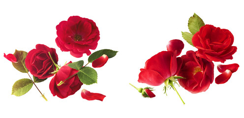 Wall Mural - creative set, collection with beautiful red english rose falling in the air isolated on white backgr